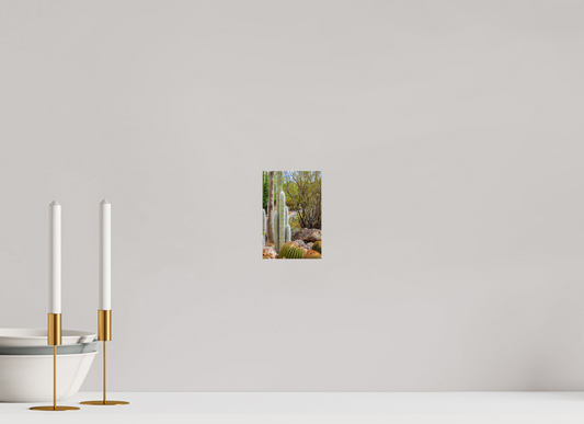 4 x 6″, Photo Print Under Acrylic Glass Cacti III