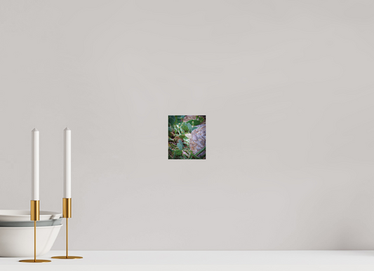 4 x 4.7″, Photo Print Under Acrylic Glass Cacti IV