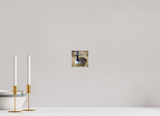 4.1 x 4″, Photo Print Under Acrylic Glass Lake Rim Goose