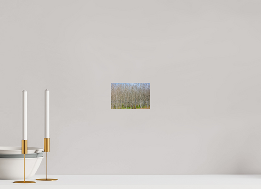 6 x 4″, Photo Print Under Acrylic Glass Treeline Italy