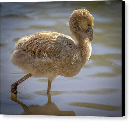 Baby Flamingo - Canvas Print