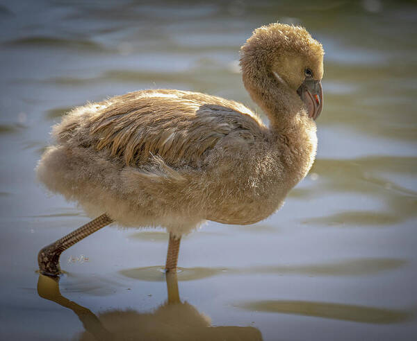Baby Flamingo - Art Print