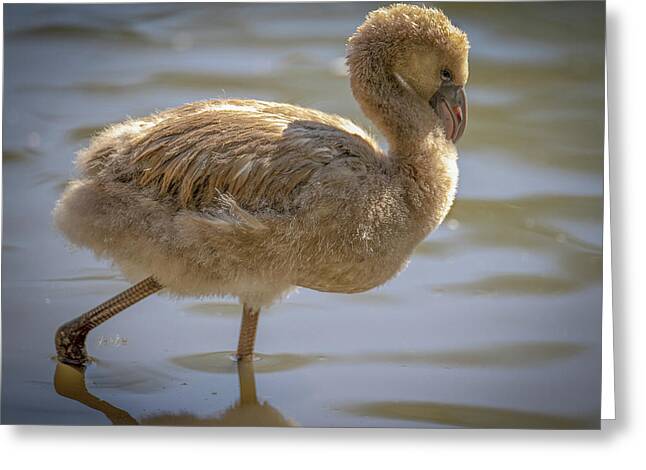 Baby Flamingo - Greeting Card