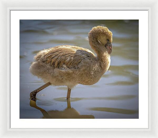 Baby Flamingo - Framed Print