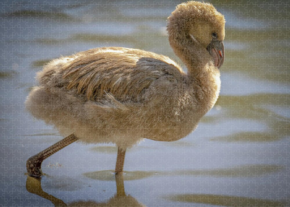 Baby Flamingo - Puzzle