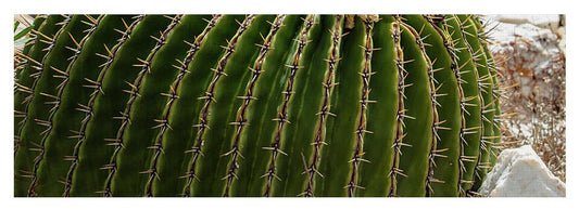 Cacti Closeup - Yoga Mat