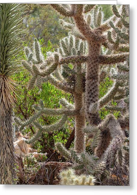 Cacti II - Greeting Card