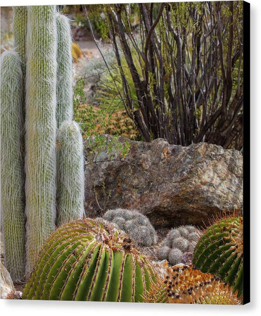 Cacti III Closeup - Canvas Print