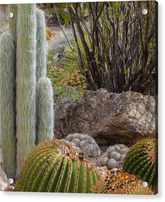 Cacti III Closeup - Acrylic Print