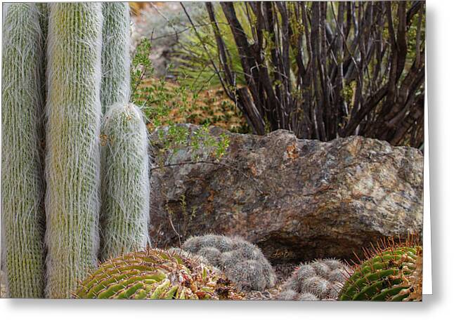 Cacti III Closeup - Greeting Card