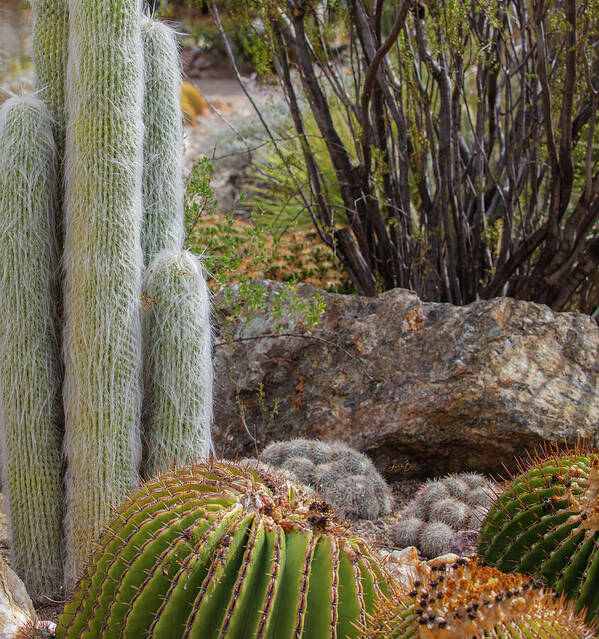 Cacti III Closeup - Art Print
