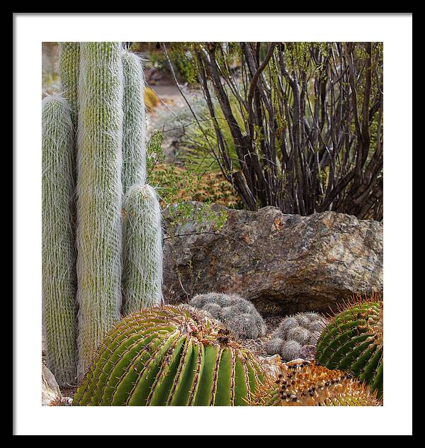 Cacti III Closeup - Framed Print