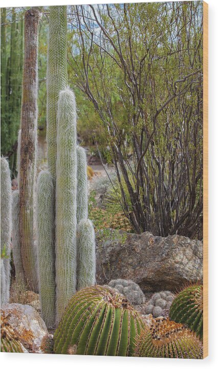Cacti III - Wood Print