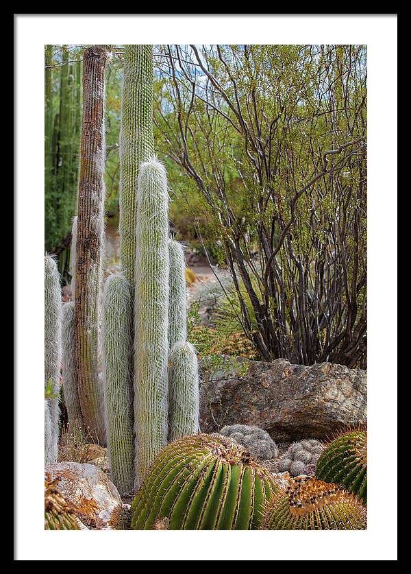 Cacti III - Framed Print