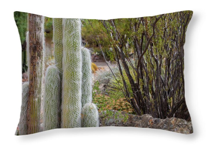 Cacti III - Throw Pillow