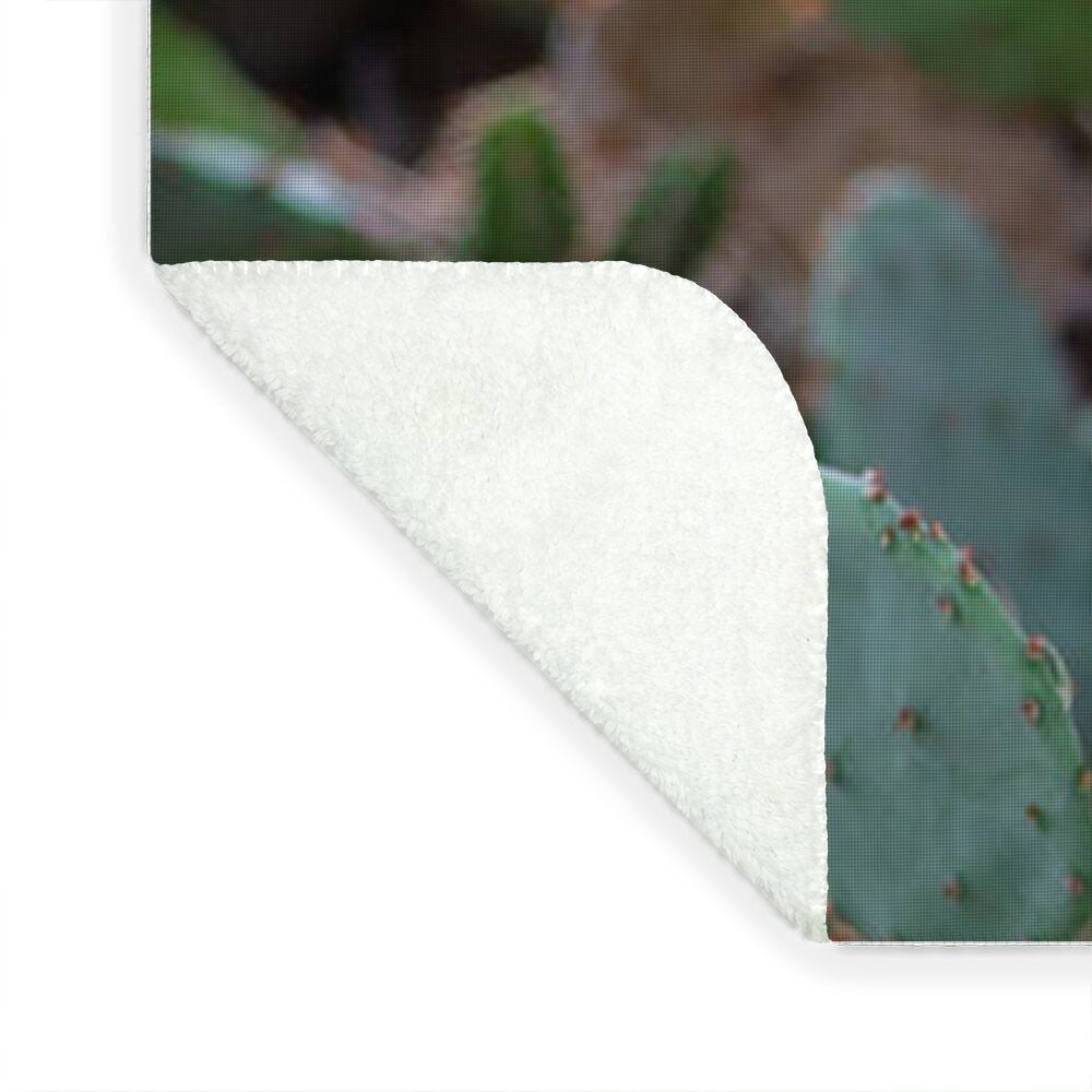 Cacti IV - Blanket