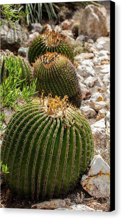 Cacti - Canvas Print