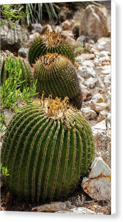 Cacti - Canvas Print