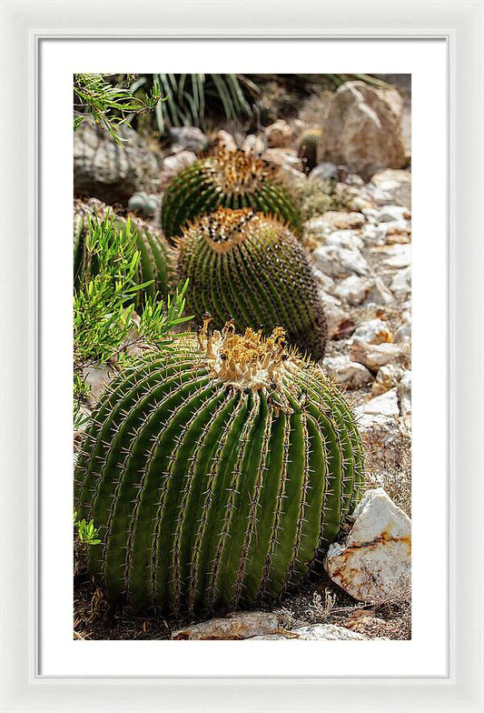 Cacti - Framed Print