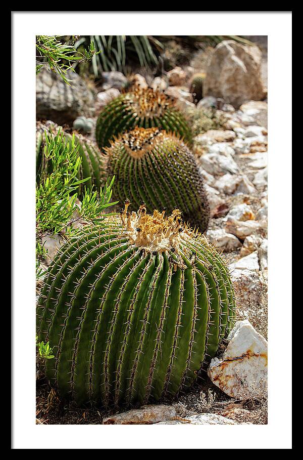 Cacti - Framed Print