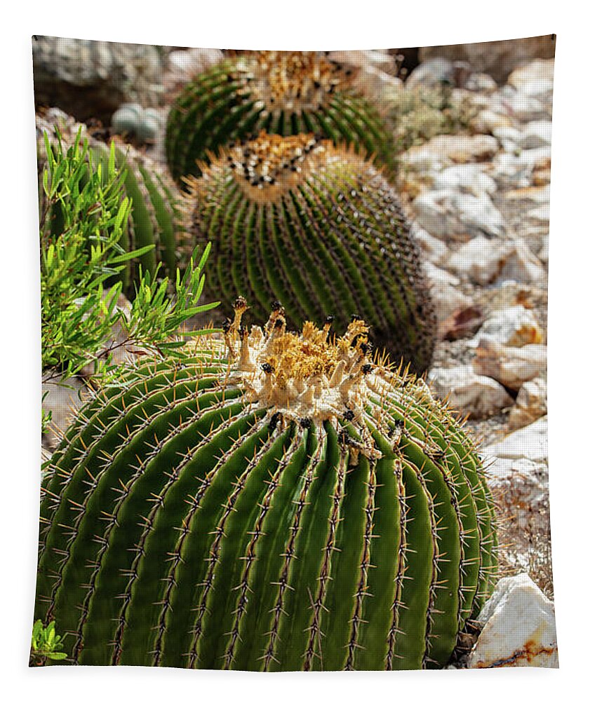 Cacti - Tapestry