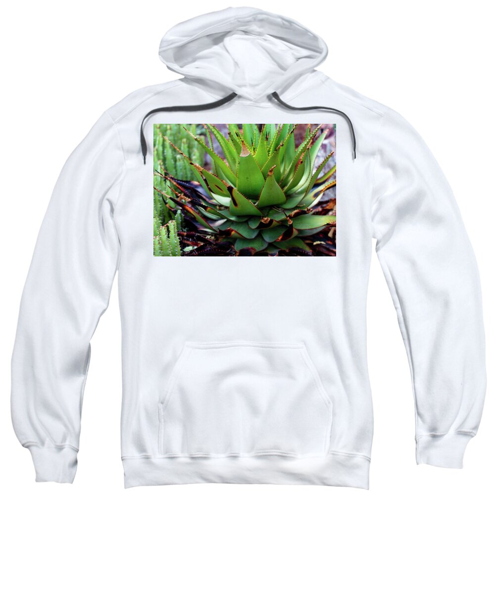 Cacti VI - Sweatshirt