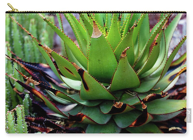 Cacti VI - Zip Pouch