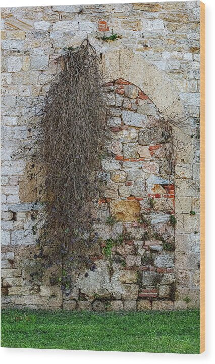 City Wall of Pisa - Wood Print