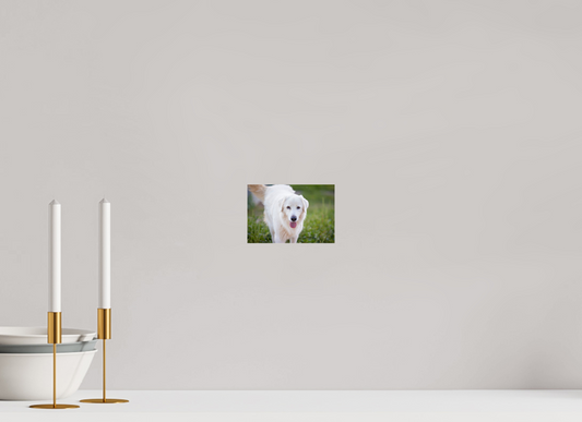 6 x 4″, Photo Print Under Acrylic Glass Sophie