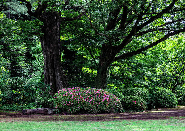 Gardens of Tokyo - Art Print
