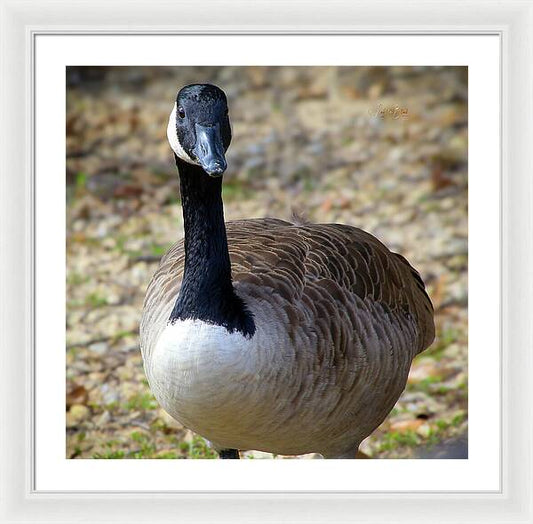 Lake Rim Goose - Framed Print