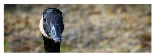 Lake Rim Goose - Yoga Mat
