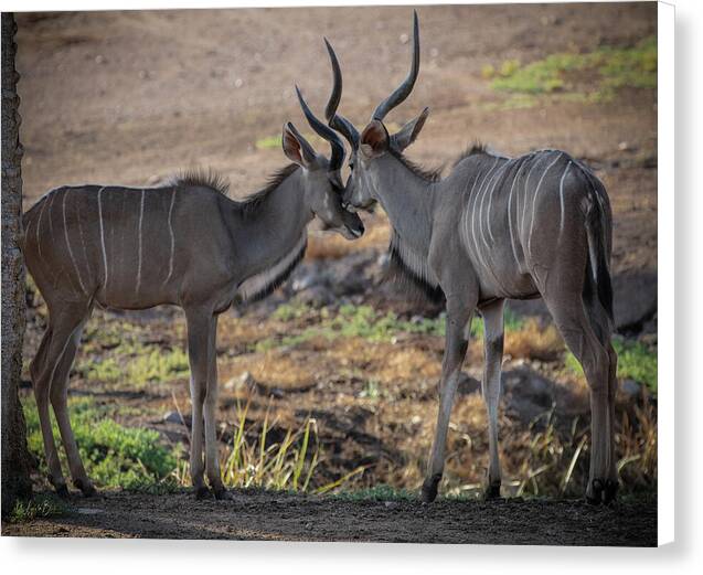 Love You, Too - Canvas Print