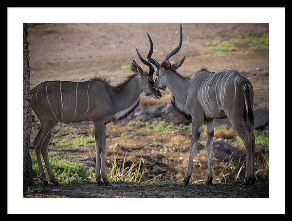 Love You, Too - Framed Print