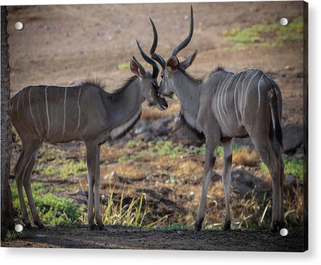 Love You, Too - Acrylic Print