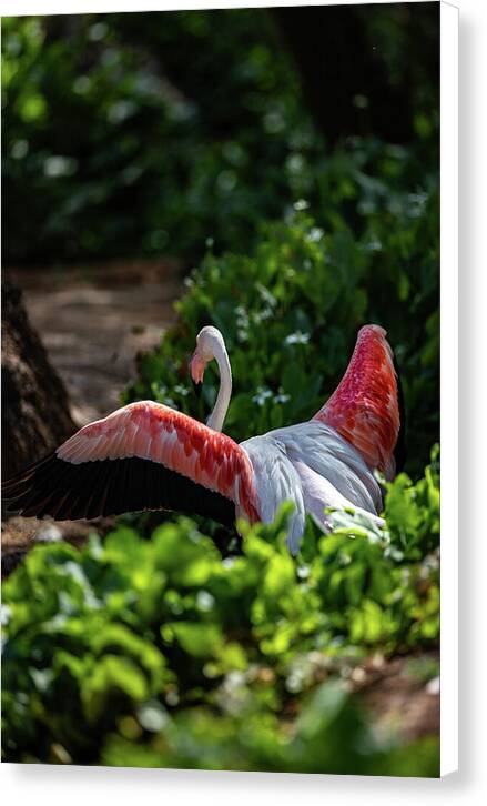 Reverse Fly Flamingo - Canvas Print