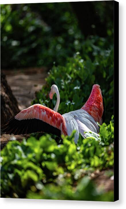 Reverse Fly Flamingo - Canvas Print