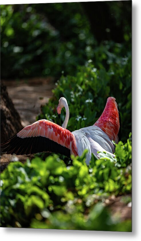 Reverse Fly Flamingo - Metal Print