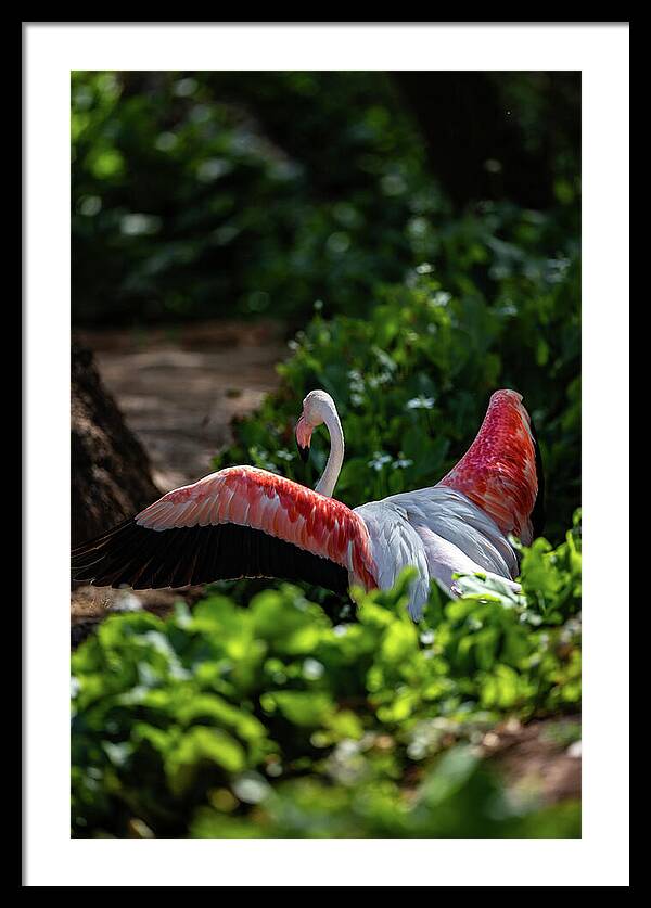 Reverse Fly Flamingo - Framed Print