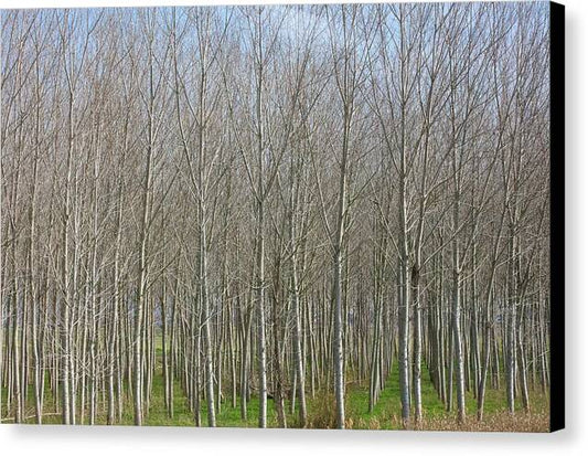 Treeline Italy - Canvas Print