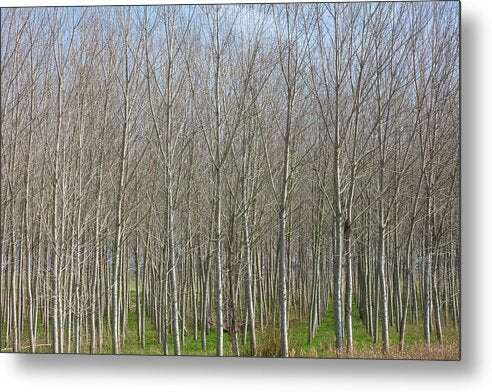 Treeline Italy - Metal Print