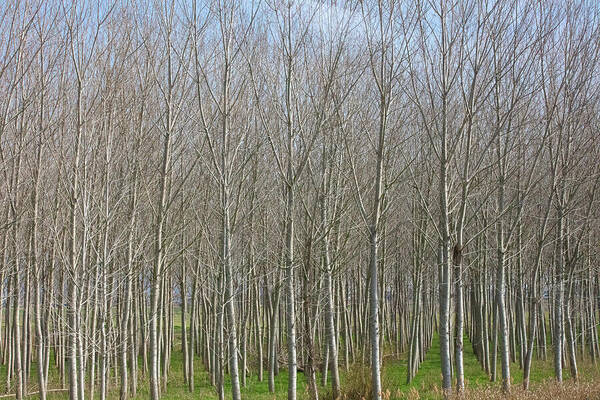 Treeline Italy - Art Print