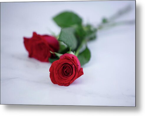 Roses II - Metal Print
