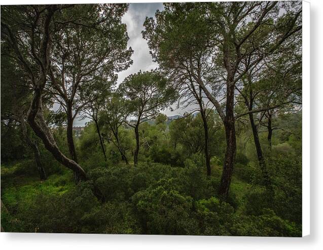 Hillside View from Spain Castle Gardens II - Canvas Print