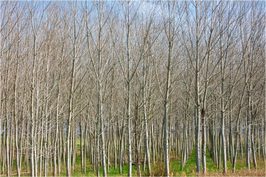 Main image Treeline Italy