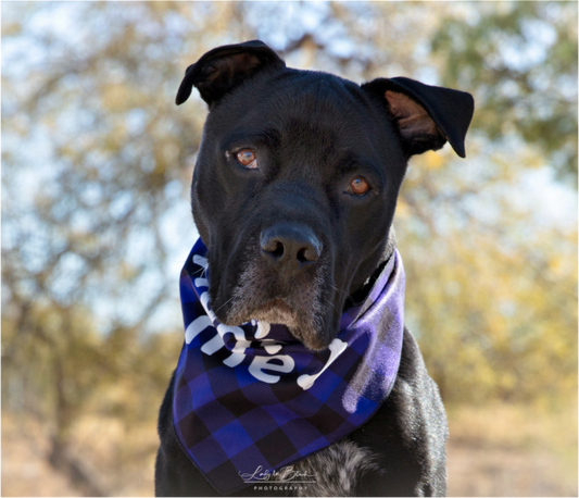 Main image Please Visit Animal Shelters