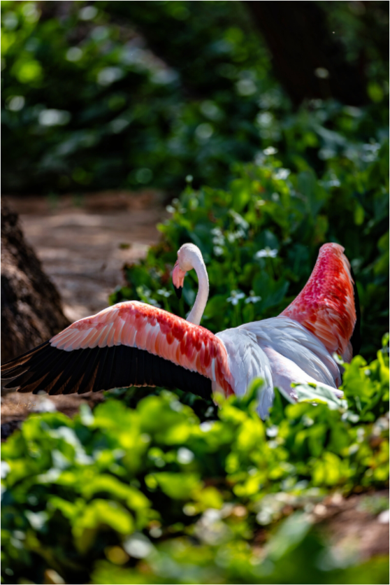 Main image Reverse Fly Flamingo