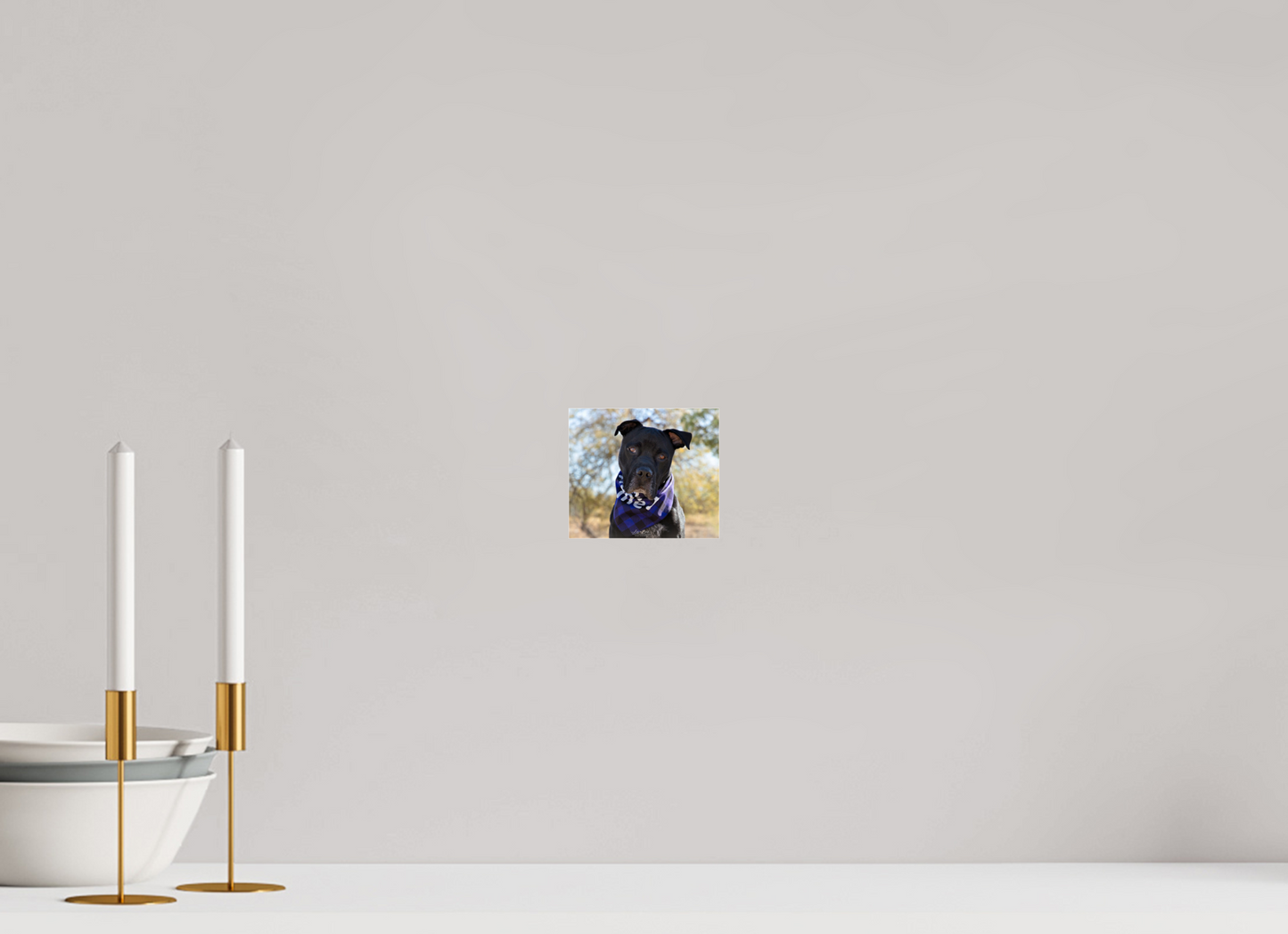 4.6 x 4″, Photo Print Under Acrylic Glass Please Visit Animal Shelters