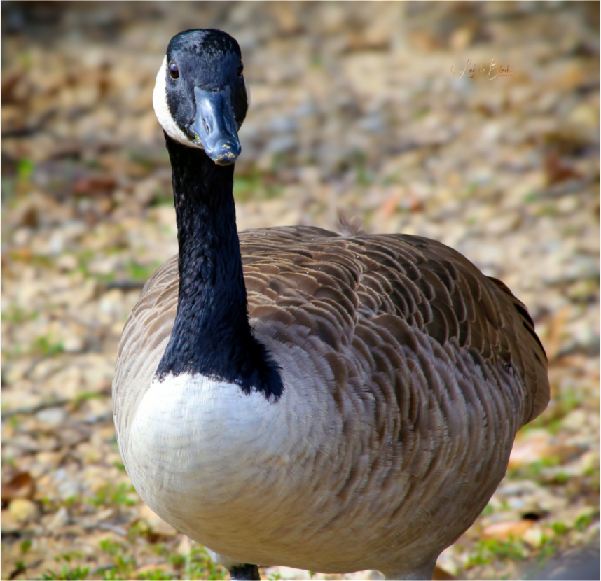 Main image Lake Rim Goose