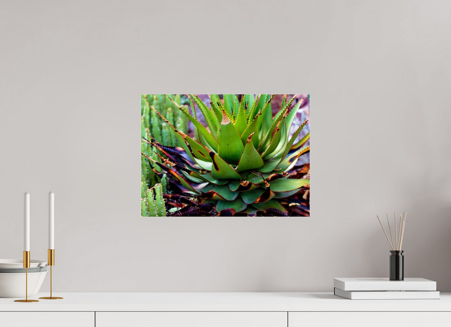 16.5 x 12″, Photo Print Under Acrylic Glass Cacti VI.2